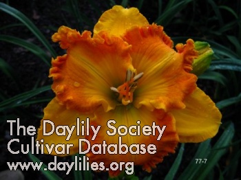 Daylily Over Heated